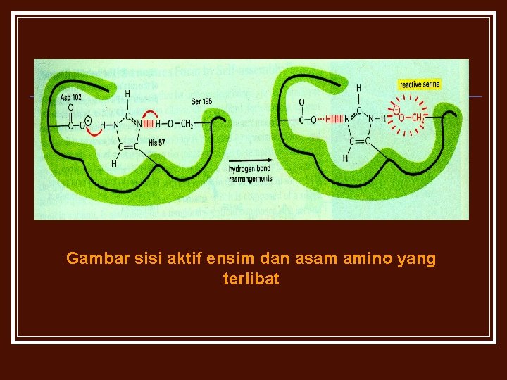 Gambar sisi aktif ensim dan asam amino yang terlibat 