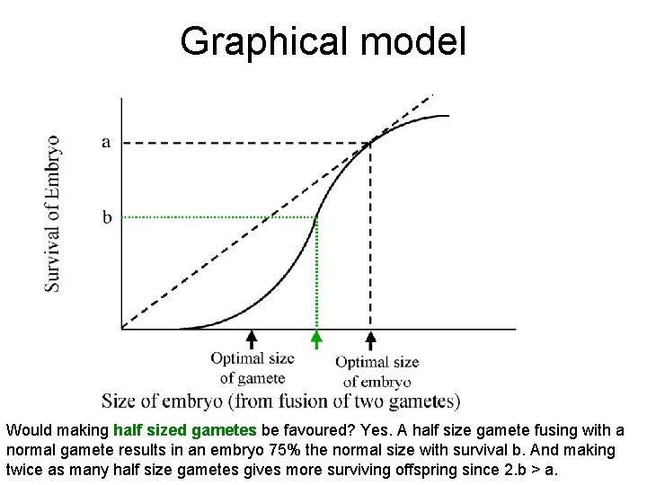 Graphical model Would making half sized gametes be favoured? Yes. A half size gamete