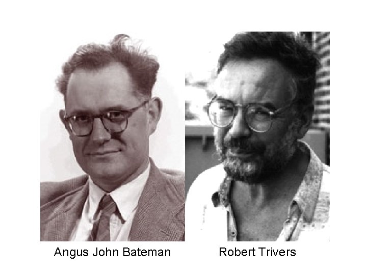 Angus John Bateman Robert Trivers 