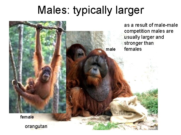 Males: typically larger male female orangutan as a result of male-male competition males are