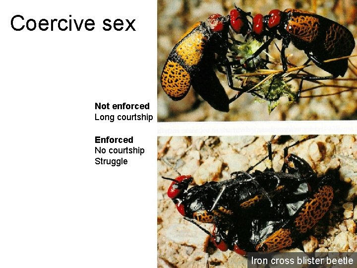 Coercive sex Not enforced Long courtship Enforced No courtship Struggle Iron cross blister beetle