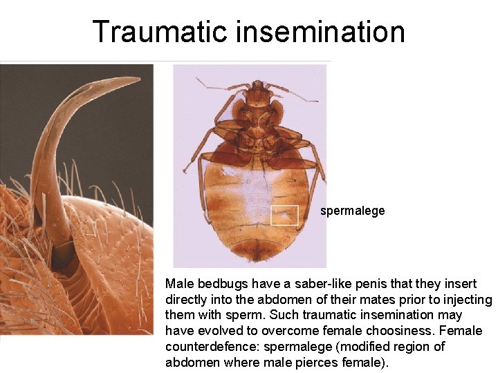 Traumatic insemination spermalege Male bedbugs have a saber-like penis that they insert directly into