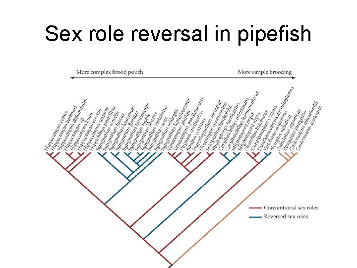 Sex role reversal in pipefish 