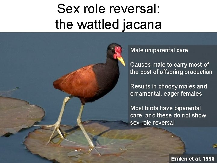Sex role reversal: the wattled jacana Male uniparental care Causes male to carry most