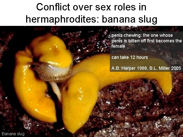 Conflict over sex roles in hermaphrodites: banana slug penis chewing: the one whose penis