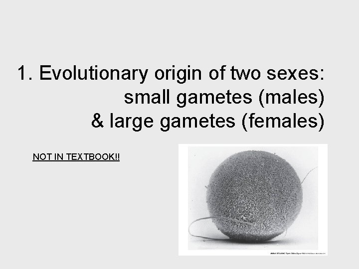 1. Evolutionary origin of two sexes: small gametes (males) & large gametes (females) NOT