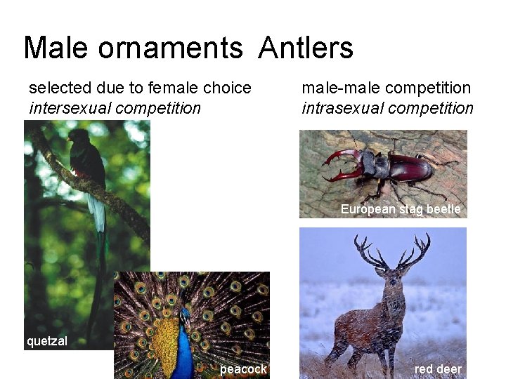Male ornaments Antlers selected due to female choice intersexual competition male-male competition intrasexual competition