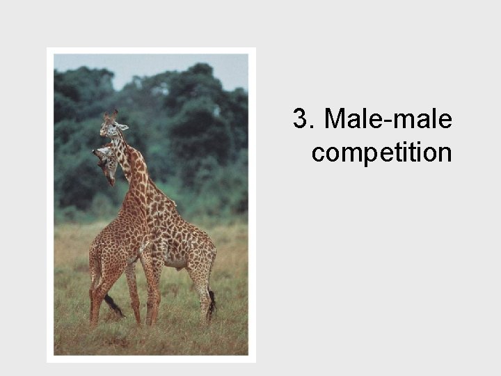 3. Male-male competition 