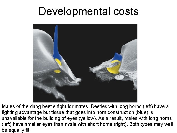 Developmental costs Males of the dung beetle fight for mates. Beetles with long horns