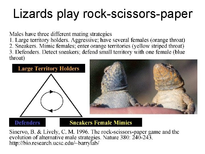 Lizards play rock-scissors-paper 