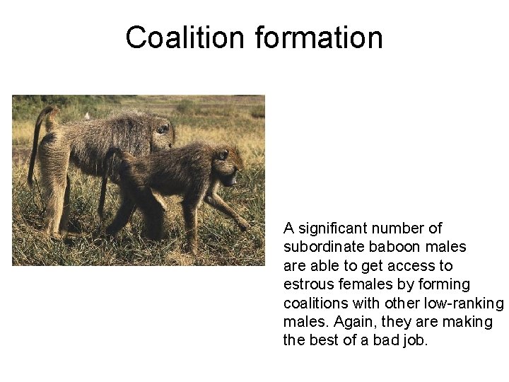 Coalition formation A significant number of subordinate baboon males are able to get access