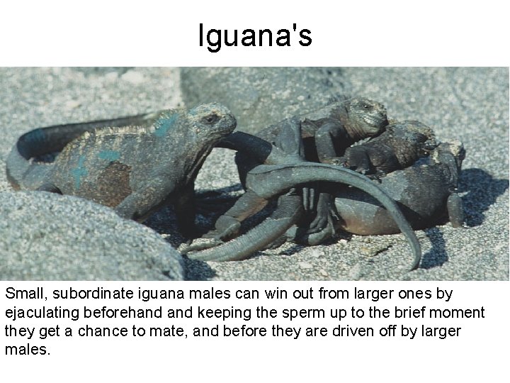 Iguana's Small, subordinate iguana males can win out from larger ones by ejaculating beforehand