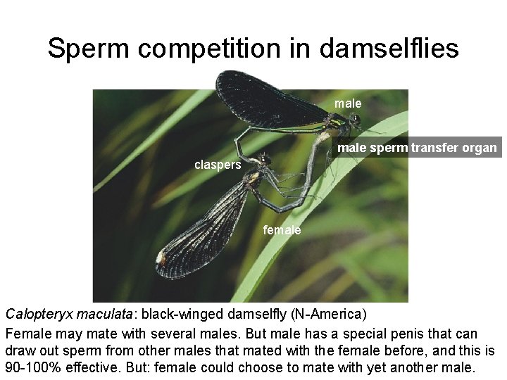 Sperm competition in damselflies male sperm transfer organ claspers female Calopteryx maculata: black-winged damselfly