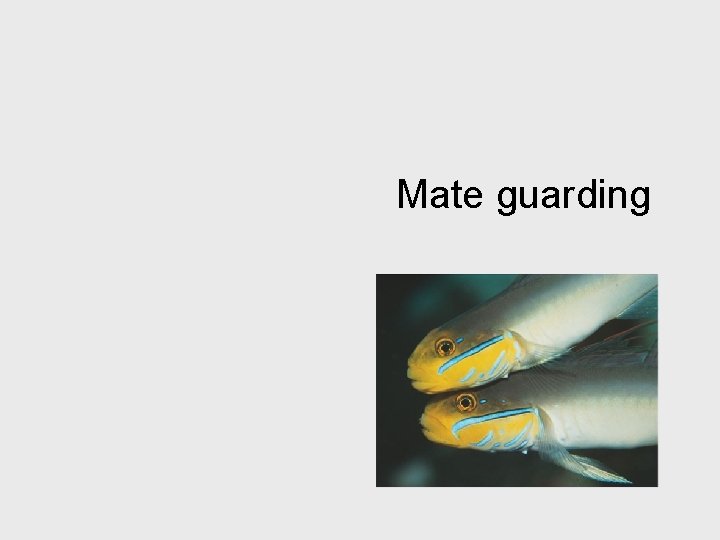 Mate guarding 