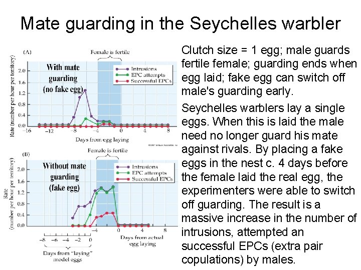 Mate guarding in the Seychelles warbler Clutch size = 1 egg; male guards fertile