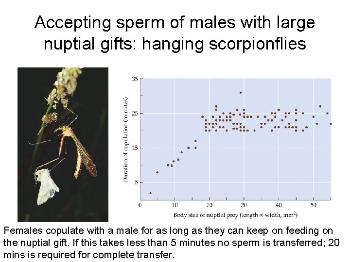 Accepting sperm of males with large nuptial gifts: hanging scorpionflies Females copulate with a