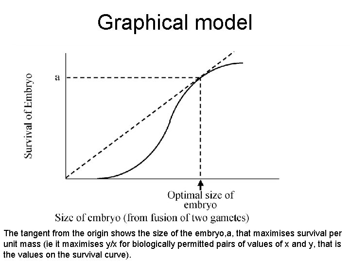 Graphical model The tangent from the origin shows the size of the embryo, a,