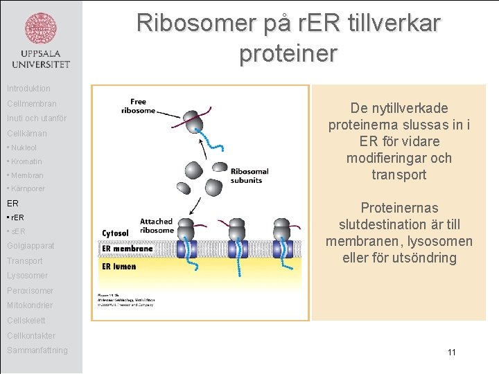 Ribosomer på r. ER tillverkar proteiner Introduktion Cellmembran Inuti och utanför Cellkärnan • Nukleol