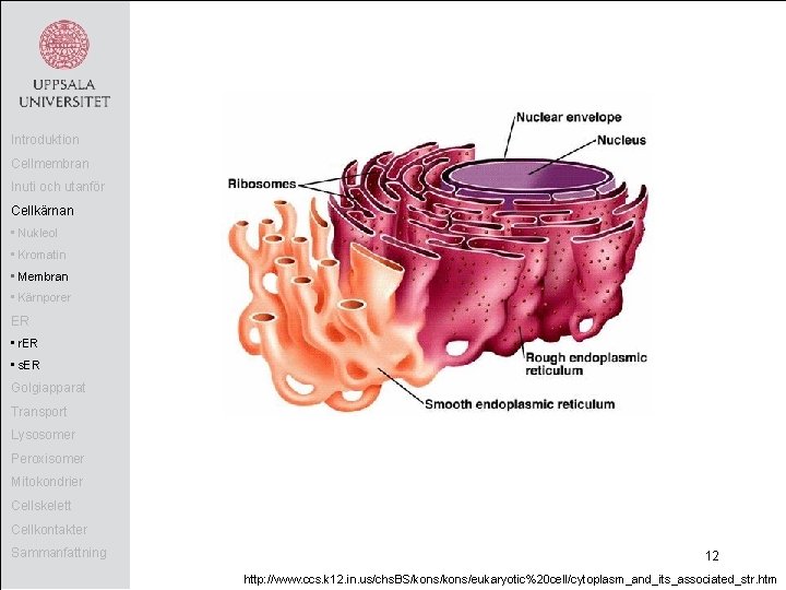 Introduktion Cellmembran Inuti och utanför Cellkärnan • Nukleol • Kromatin • Membran • Kärnporer