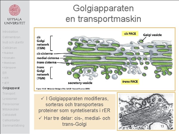 Golgiapparaten en transportmaskin Introduktion Cellmembran Inuti och utanför Cellkärnan • Nukleol • Kromatin •
