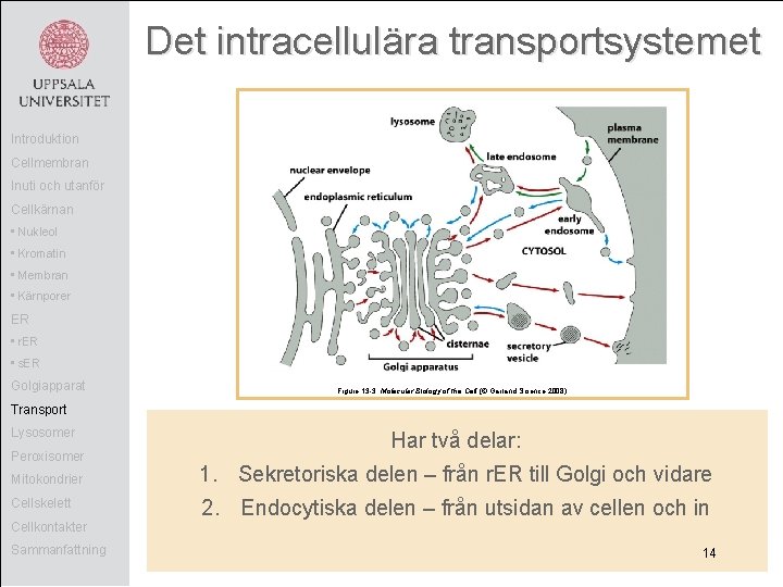 Det intracellulära transportsystemet Introduktion Cellmembran Inuti och utanför Cellkärnan • Nukleol • Kromatin •