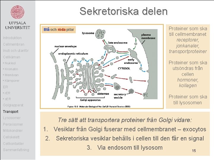 Sekretoriska delen Proteiner som ska till cellmembranet receptorer, jonkanaler, transportproteiner Blå och röda pilar