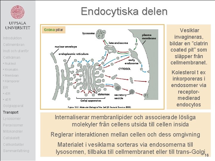 Endocytiska delen Vesiklar invagineras, bildar en ”clatrin coated pit” som släpper från cellmembranet. Gröna