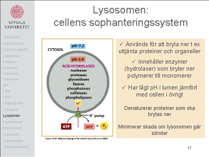 Lysosomen: cellens sophanteringssystem Introduktion ü Används för att bryta ner t ex uttjänta proteiner