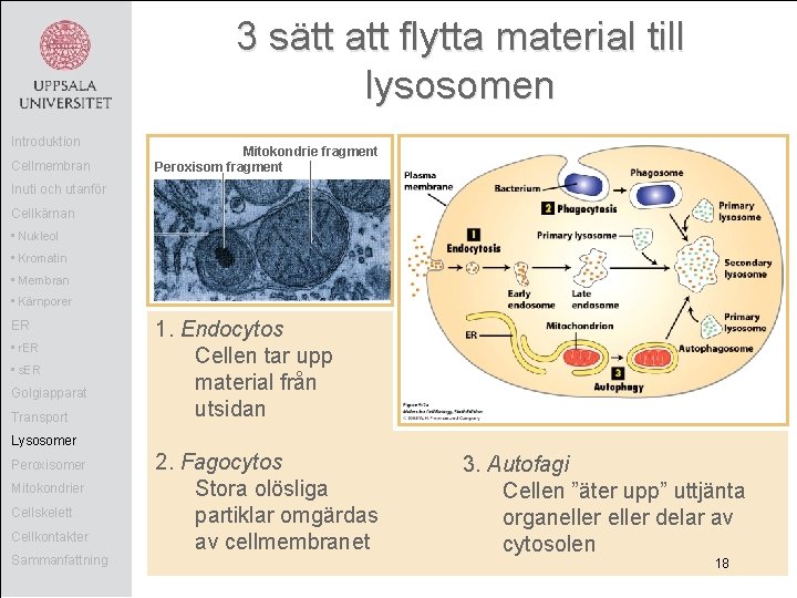 3 sätt att flytta material till lysosomen Introduktion Cellmembran Mitokondrie fragment Peroxisom fragment Inuti