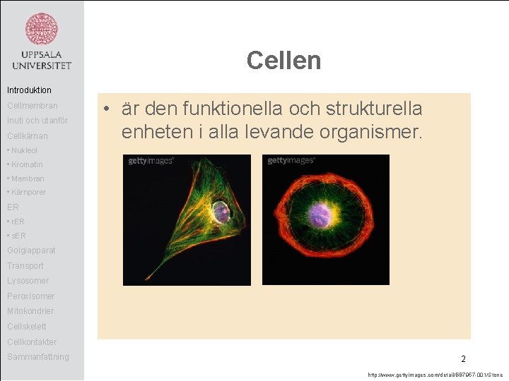 Cellen Introduktion Cellmembran Inuti och utanför Cellkärnan • är den funktionella och strukturella enheten