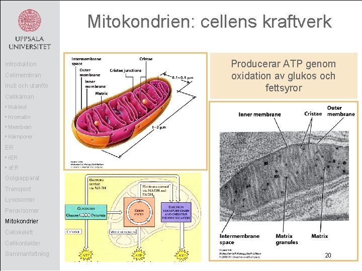 Mitokondrien: cellens kraftverk Introduktion Cellmembran Inuti och utanför Cellkärnan Producerar ATP genom oxidation av