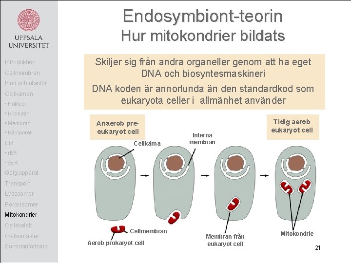 Endosymbiont-teorin Hur mitokondrier bildats Introduktion Cellmembran Inuti och utanför Cellkärnan • Nukleol Skiljer sig