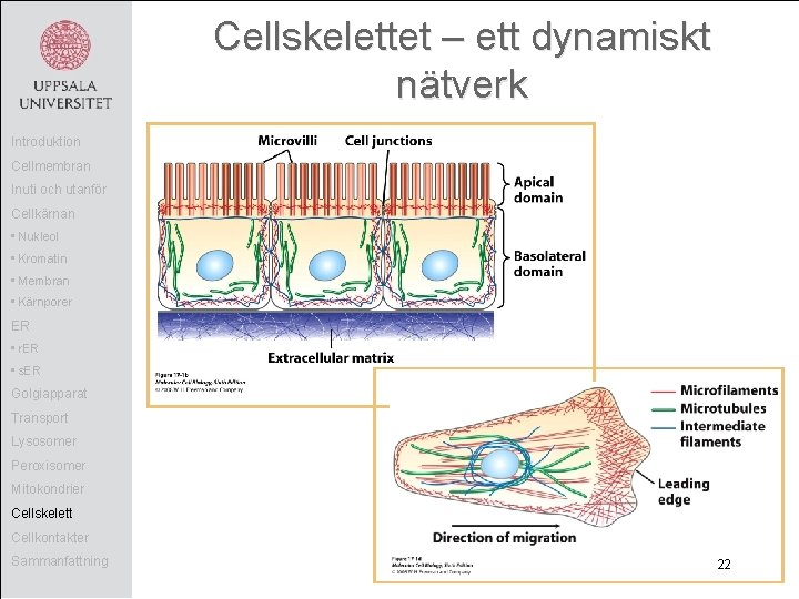 Cellskelettet – ett dynamiskt nätverk Introduktion Cellmembran Inuti och utanför Cellkärnan • Nukleol •