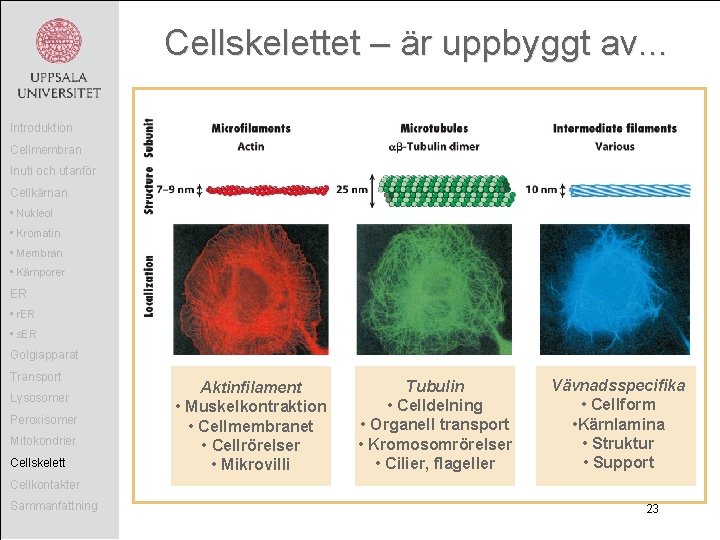 Cellskelettet – är uppbyggt av. . . Introduktion Cellmembran Inuti och utanför Cellkärnan •