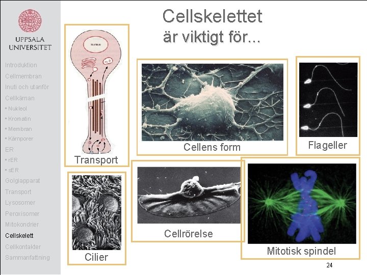 Cellskelettet är viktigt för. . . Introduktion Cellmembran Inuti och utanför Cellkärnan • Nukleol