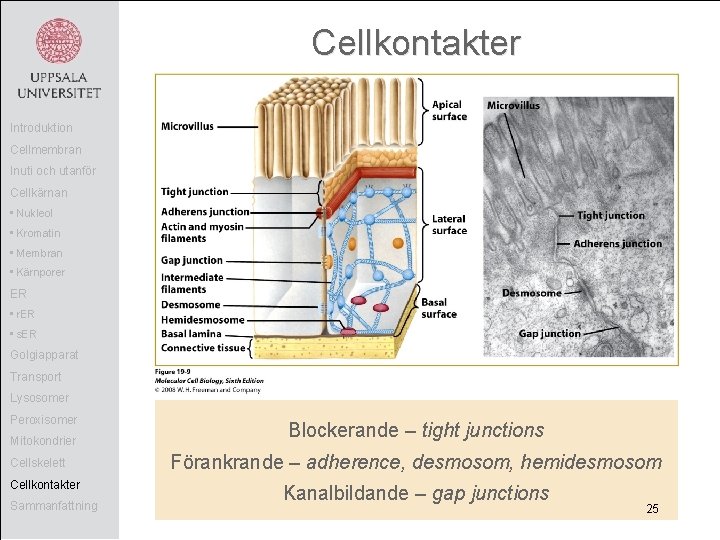 Cellkontakter Introduktion Cellmembran Inuti och utanför Cellkärnan • Nukleol • Kromatin • Membran •