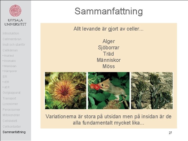 Sammanfattning Introduktion Cellmembran Inuti och utanför Cellkärnan • Nukleol • Kromatin • Membran Allt