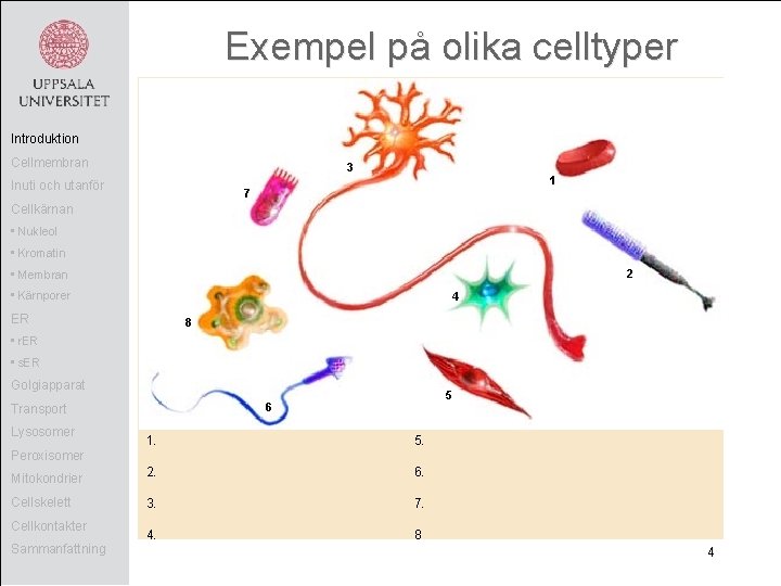 Exempel på olika celltyper Introduktion Cellmembran 3 Inuti och utanför 1 7 Cellkärnan •
