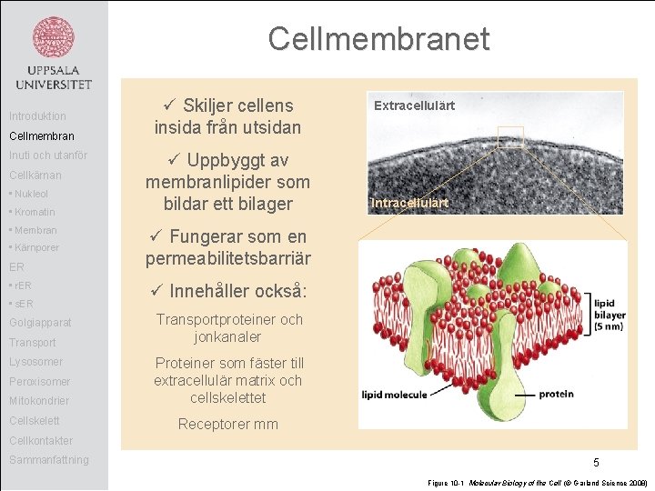 Cellmembranet Introduktion Cellmembran Inuti och utanför Cellkärnan • Nukleol • Kromatin • Membran •
