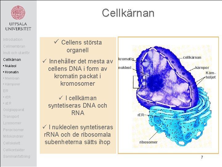 Cellkärnan Introduktion Cellmembran Inuti och utanför Cellkärnan • Nukleol • Kromatin • Membran •