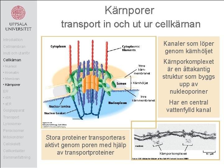 Kärnporer transport in och ut ur cellkärnan Introduktion Kanaler som löper genom kärnhöljet Cellmembran
