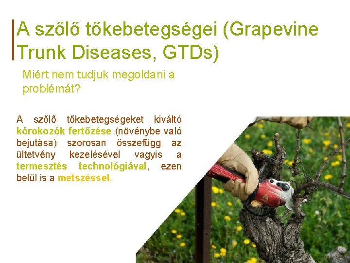 A szőlő tőkebetegségei (Grapevine Trunk Diseases, GTDs) Miért nem tudjuk megoldani a problémát? A
