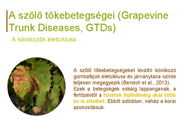 A szőlő tőkebetegségei (Grapevine Trunk Diseases, GTDs) A kórokozók életciklusa A szőlő tőkebetegségeket kiváltó