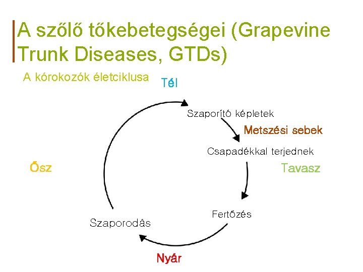 A szőlő tőkebetegségei (Grapevine Trunk Diseases, GTDs) A kórokozók életciklusa Tél Szaporító képletek Metszési