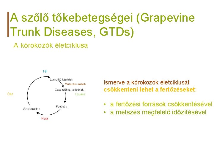 A szőlő tőkebetegségei (Grapevine Trunk Diseases, GTDs) A kórokozók életciklusa Ismerve a kórokozók életciklusát