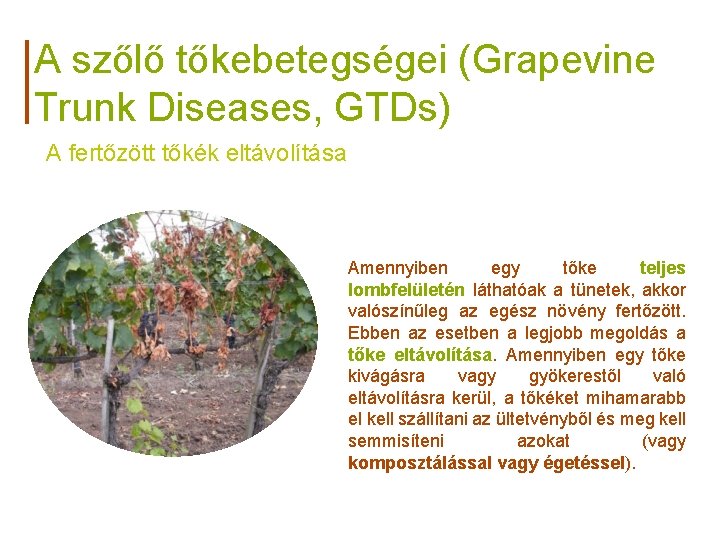 A szőlő tőkebetegségei (Grapevine Trunk Diseases, GTDs) A fertőzött tőkék eltávolítása Amennyiben egy tőke