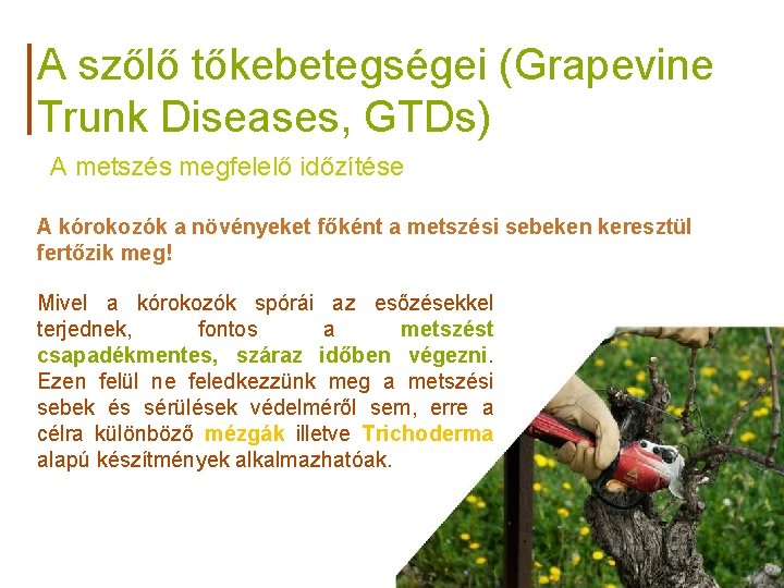 A szőlő tőkebetegségei (Grapevine Trunk Diseases, GTDs) A metszés megfelelő időzítése A kórokozók a