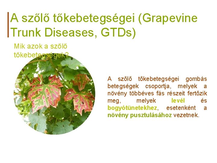 A szőlő tőkebetegségei (Grapevine Trunk Diseases, GTDs) Mik azok a szőlő tőkebetegségek? A szőlő