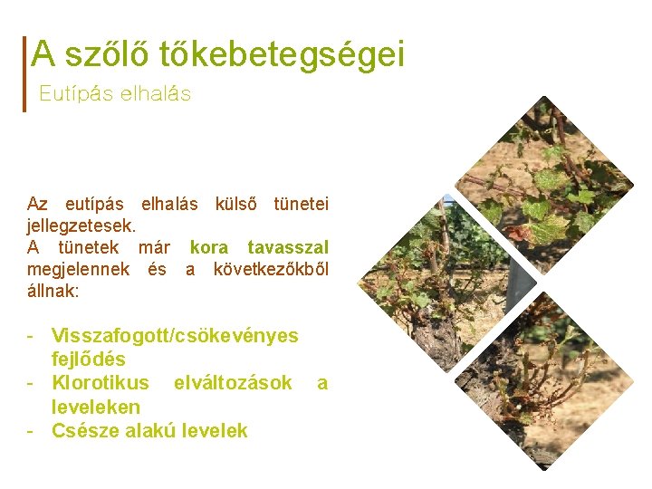 A szőlő tőkebetegségei Eutípás elhalás Az eutípás elhalás külső tünetei jellegzetesek. A tünetek már