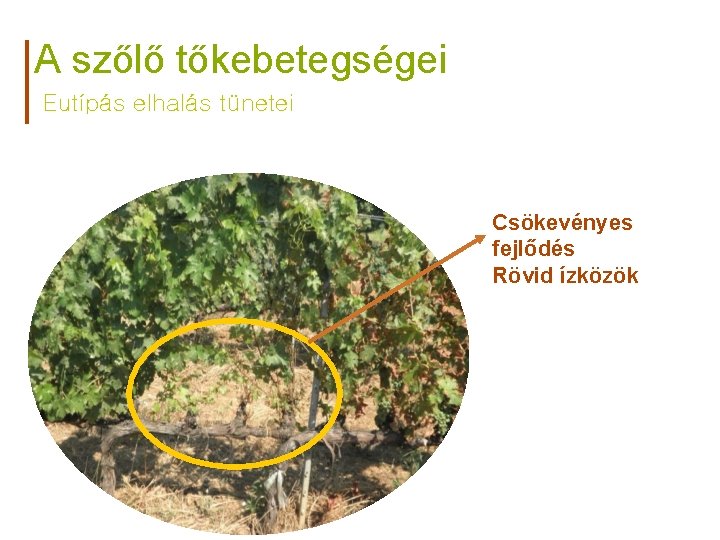 A szőlő tőkebetegségei Eutípás elhalás tünetei Csökevényes fejlődés Rövid ízközök 